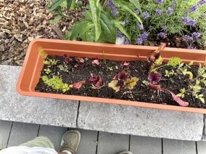 Kottodan.de-Hochbeet-vorgezogene-Setzlinge-Möhren-rote-Beete