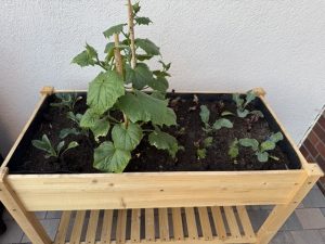 Kottodan.de-Hochbeet-bepflanzt-gewachsen